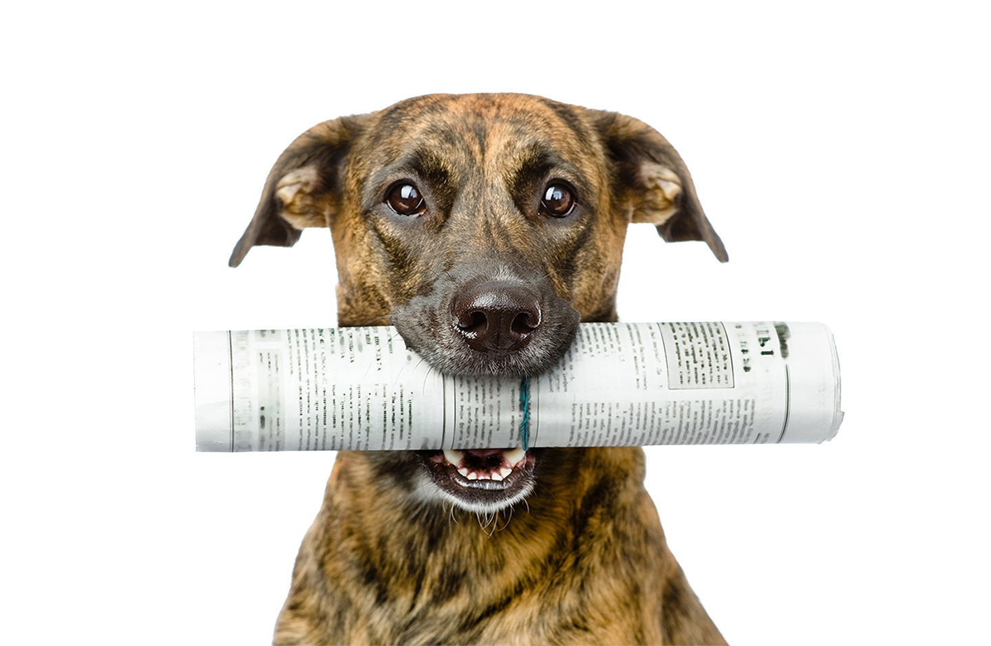 dog with newspaper